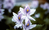 Select an image to enlarge
