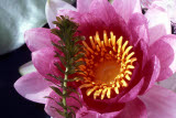 Select an image to enlarge