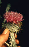Select an image to enlarge