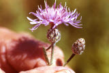 Select an image to enlarge