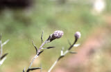 Select an image to enlarge