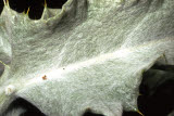 Select an image to enlarge