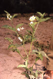 Select an image to enlarge