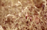 Select an image to enlarge