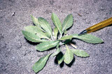 Select an image to enlarge