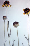 Select an image to enlarge