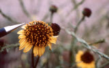 Select an image to enlarge