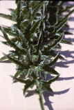 Select an image to enlarge
