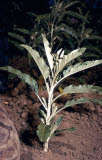 Select an image to enlarge