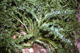 Select an image to enlarge