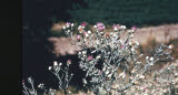 Select an image to enlarge