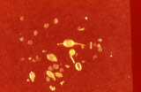 Select an image to enlarge