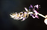 Select an image to enlarge