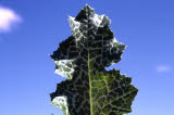 Select an image to enlarge