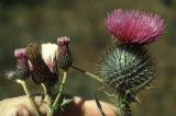Select an image to enlarge