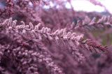Select an image to enlarge