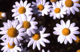 Select an image to enlarge