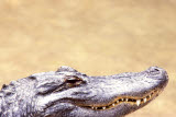 Select an image to enlarge
