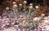 Select an image to enlarge