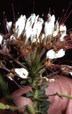 Select an image to enlarge
