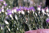 Select an image to enlarge