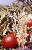 Select an image to enlarge