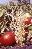 Select an image to enlarge