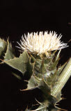 Select an image to enlarge