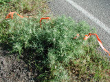 Select an image to enlarge