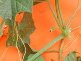 Select an image to enlarge